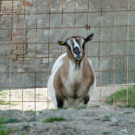 capra-teodora capra-teodora